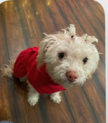 Lost Female Dog last seen New stine, Bakersfield, CA 93309