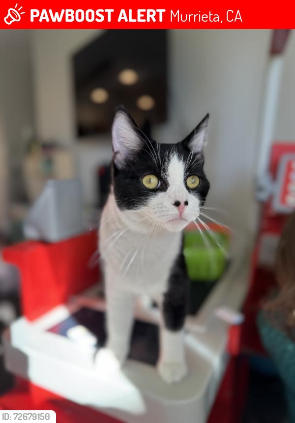 Lost Male Cat last seen Murrieta Hot Springs & Whitewood, Murrieta, CA 92563