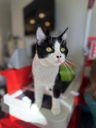 Lost Male Cat last seen Murrieta Hot Springs & Whitewood, Murrieta, CA 92563