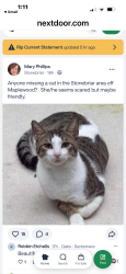 Found/Stray Male Cat last seen Maplewood Drive, Jupiter, FL 33458