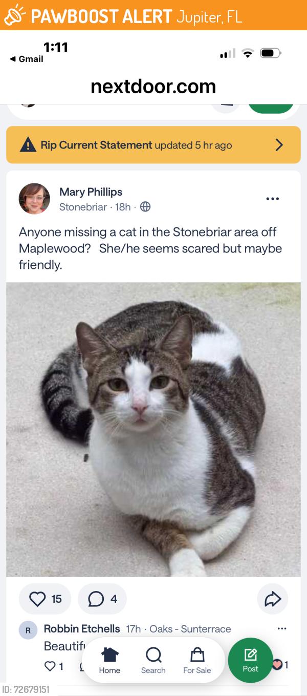 Found/Stray Male Cat last seen Maplewood Drive, Jupiter, FL 33458