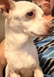 Found/Stray Male Dog last seen Avery Street Park, Recreation Center, Garner, NC 27529