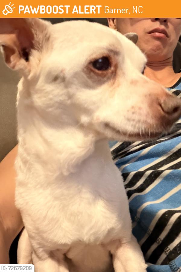 Found/Stray Male Dog last seen Avery Street Park, Recreation Center, Garner, NC 27529
