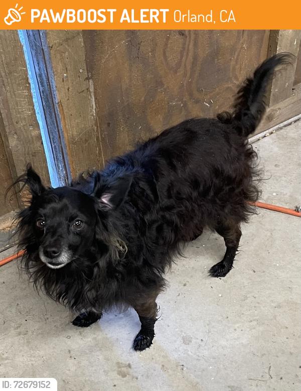 Found/Stray Male Dog last seen Roser Road -At the end of Rd 3, west of Orland , Orland, CA 95963