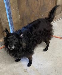Found/Stray Male Dog last seen Roser Road -At the end of Rd 3, west of Orland , Orland, CA 95963
