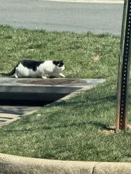 Found/Stray Unknown Cat last seen Kidstrong, Sterling, VA 20166