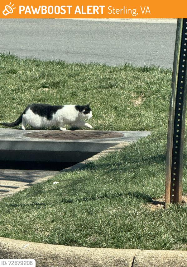 Found/Stray Unknown Cat last seen Kidstrong, Sterling, VA 20166