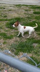Found/Stray Male Dog last seen 23rd and Saint Louis Avenue, Louisville, KY 40210