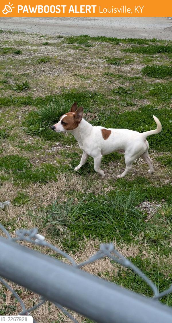 Found/Stray Male Dog last seen 23rd and Saint Louis Avenue, Louisville, KY 40210