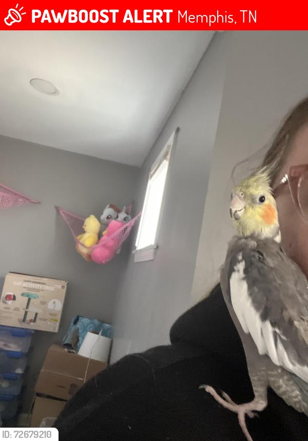 Lost Unknown Bird last seen Near Ball RD heading towards airways BLVD , Memphis, TN 38106