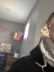 Lost Unknown Bird last seen Near Ball RD heading towards airways BLVD , Memphis, TN 38106
