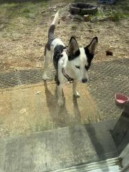 Found/Stray Female Dog last seen 122nd & MacArthur , Oklahoma City, OK 73142