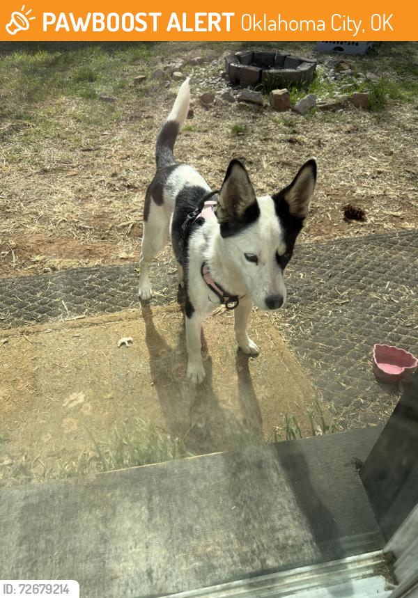 Found/Stray Female Dog last seen 122nd & MacArthur , Oklahoma City, OK 73142