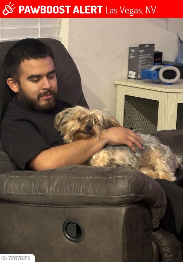 Lost Female Dog last seen Washington and N micheal way, Las Vegas, NV 89108