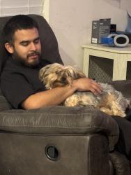 Lost Female Dog last seen Washington and N micheal way, Las Vegas, NV 89108