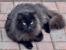 Found/Stray Unknown Cat last seen Echo Lake, Henrico County, VA 23060