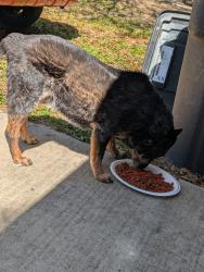 Found/Stray Unknown Dog last seen Tanbark and Baytree Dr , San Antonio, TX 78240