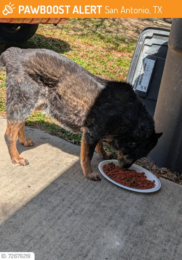 Found/Stray Unknown Dog last seen Tanbark and Baytree Dr , San Antonio, TX 78240