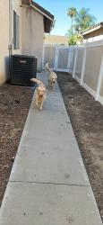 Found/Stray Male Dog last seen Chaco canyon rd, Murrieta, CA 92562