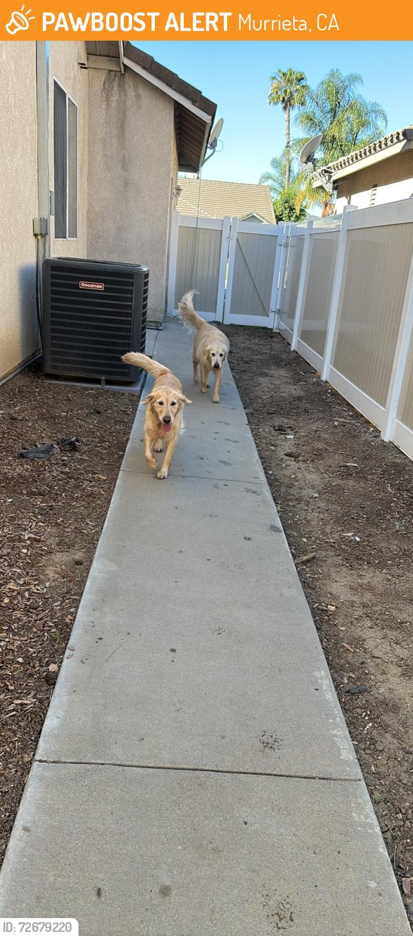 Found/Stray Male Dog last seen Chaco canyon rd, Murrieta, CA 92562