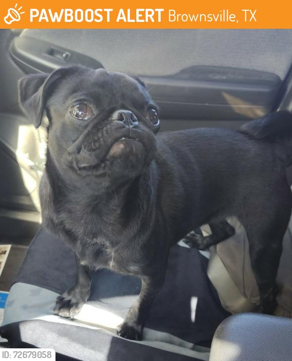 Found/Stray Female Dog last seen E. 24th St  Hortencia Southmost Brownsville TX , Brownsville, TX 78521