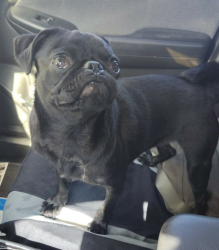 Found/Stray Female Dog last seen E. 24th St  Hortencia Southmost Brownsville TX , Brownsville, TX 78521