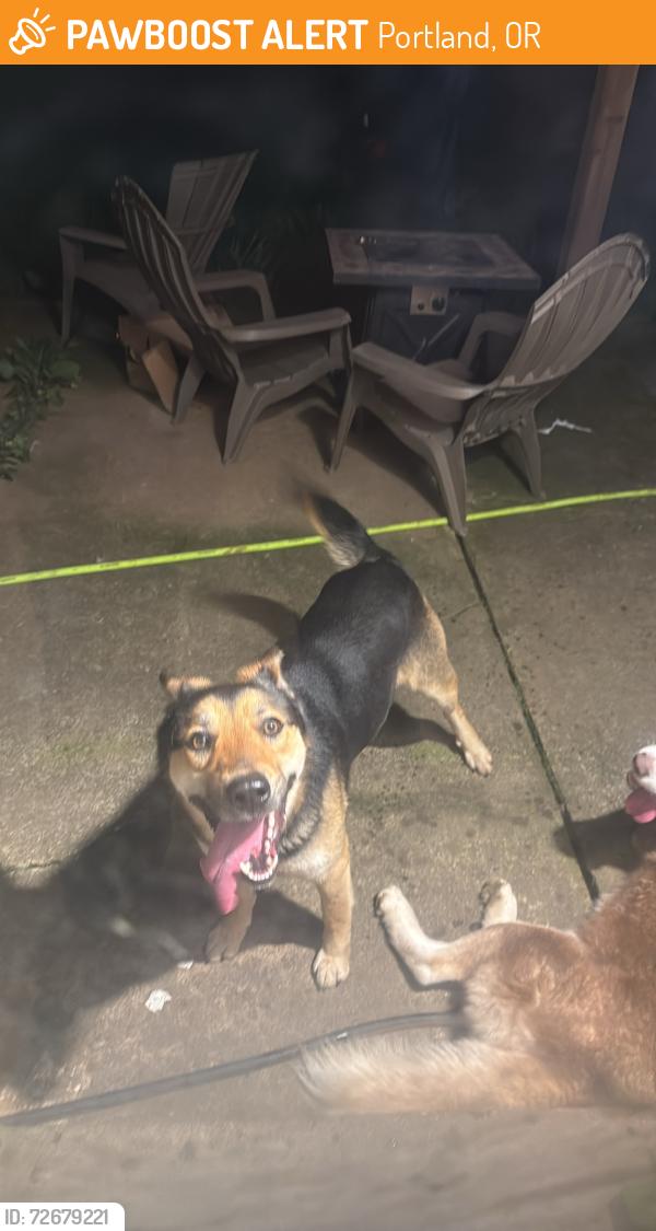 Found/Stray Male Dog last seen 156th ave NE glisan, Portland, OR 97230