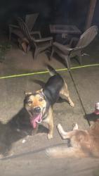 Found/Stray Male Dog last seen 156th ave NE glisan, Portland, OR 97230