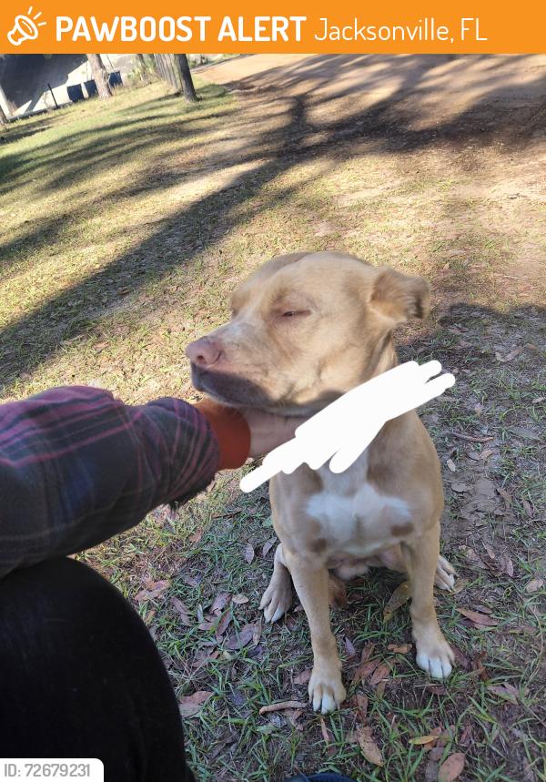 Found/Stray Male Dog last seen Near E Beltway, Jacksonville, FL 32218