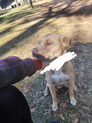 Found/Stray Male Dog last seen Near E Beltway, Jacksonville, FL 32218