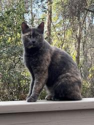 Lost Female Cat last seen Sharer road, Tallahassee, FL 32303