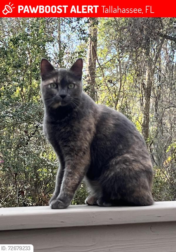 Lost Female Cat last seen Sharer road, Tallahassee, FL 32303