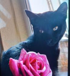 Lost Male Cat last seen Thoresby Street and welbeck street, Kingston upon Hull, England HU5 3SA