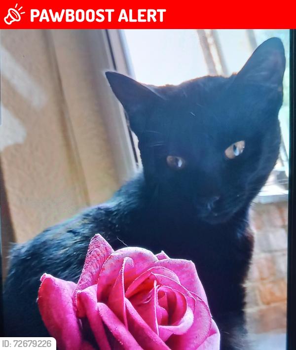 Lost Male Cat last seen Thoresby Street and welbeck street, Kingston upon Hull, England HU5 3SA