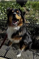 Found/Stray Male Dog last seen Unknown, Mission Viejo, CA 92692