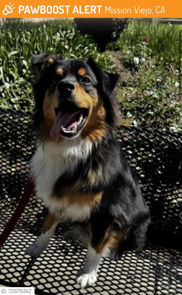 Found/Stray Male Dog last seen Unknown, Mission Viejo, CA 92692