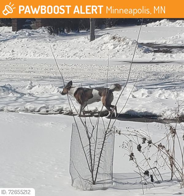 Found/Stray Unknown Dog last seen 34th & Humboldt Ave N, Minneapolis, MN 55407