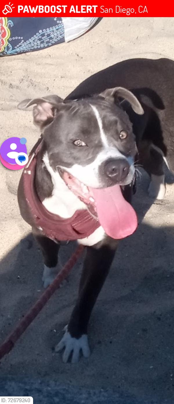 Lost Female Dog last seen Saturn and palm ave, San Diego, CA 92154