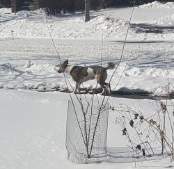Found/Stray Unknown Dog last seen 34th & Humboldt Ave N, Minneapolis, MN 55407