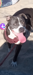 Lost Female Dog last seen Saturn and palm ave, San Diego, CA 92154