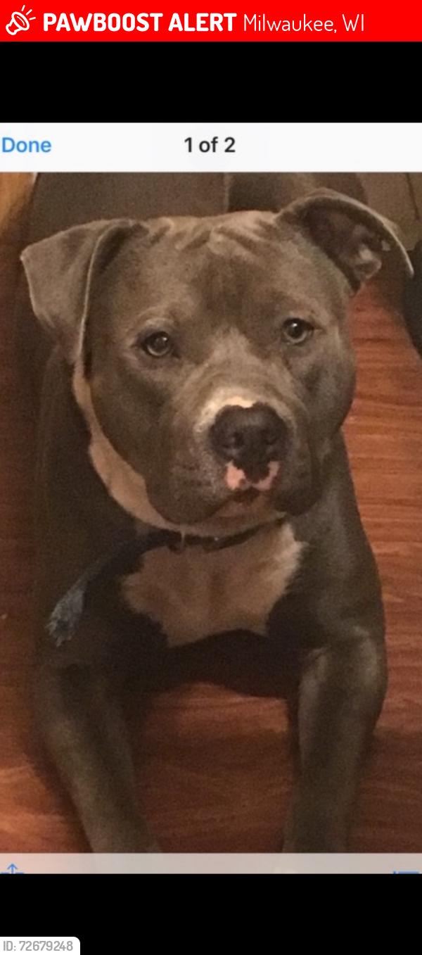 Lost Male Dog last seen Douglas Av n Mill Road, Milwaukee, WI 53224