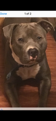 Lost Male Dog last seen Douglas Av n Mill Road, Milwaukee, WI 53224