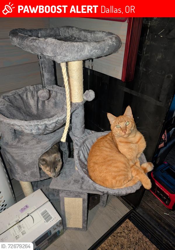 Lost Male Cat last seen Mill st, Dallas, OR 97338