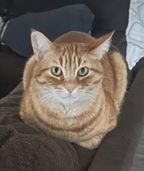 Lost Male Cat last seen Farina Ln, Curtis, Fremont, CA 94538