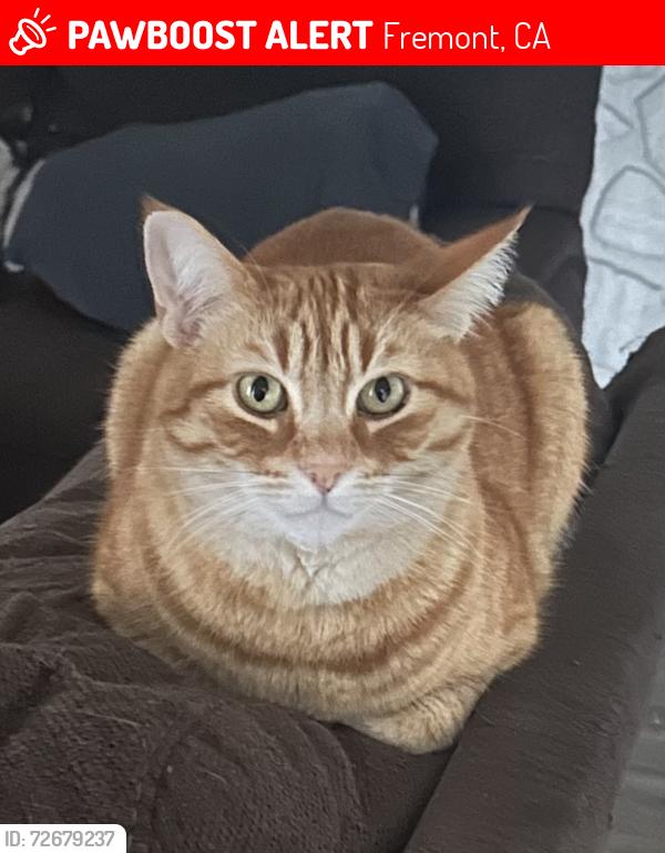 Lost Male Cat last seen Farina Ln, Curtis, Fremont, CA 94538