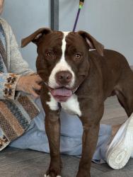 Found/Stray Male Dog last seen 11th and Dayton, Aurora, CO 80010