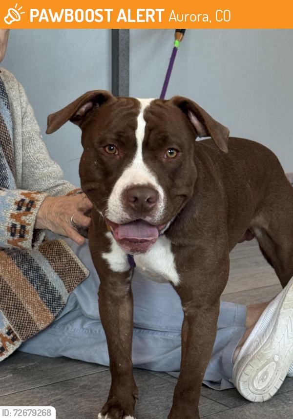 Found/Stray Male Dog last seen 11th and Dayton, Aurora, CO 80010