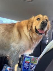 Found/Stray Male Dog last seen Near new Salem attraction, Petersburg, IL 62675