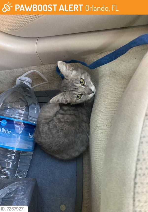 Found/Stray Female Cat last seen Near 29th St, Orlando, FL 32805, Orlando, FL 32805