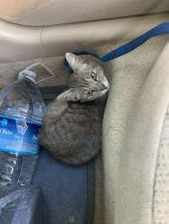 Found/Stray Female Cat last seen Near 29th St, Orlando, FL 32805, Orlando, FL 32805